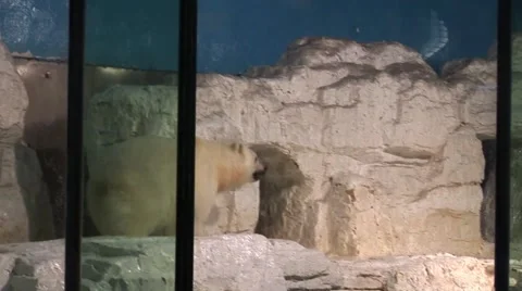 Polar Bear Playing with a square pipe Video stock 56095139