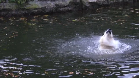 Polar bear playing with tree branch Stock Footage 74119262