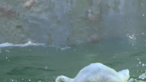 Polar Bear Playing at Zoo Video stock 66167793