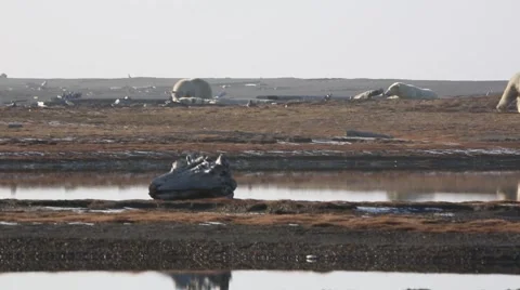 Polar Bear pooping Stock Footage 47007002