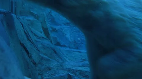Polar Bear Push Off Stock Footage 21305729