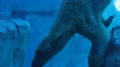 Polar Bear pushes off rocks Video stock 21305544