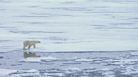 Polar bear reflection on the sea ice  in Bjornsundet on Spitsbergen in the 스톡 동영상 107559210