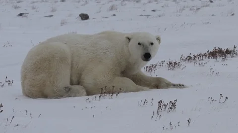 Polar bear in relax Video stock 122257677