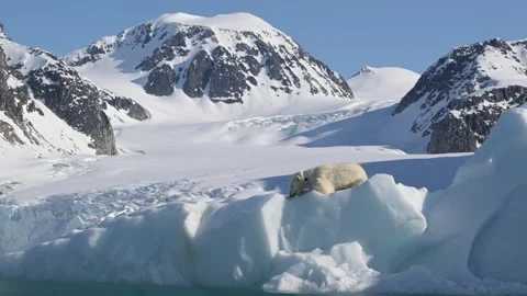 Polar Bear Resting on Floating Iceberg in Arctic Wilderness Telephoto 4k Stock-Footage 338266704