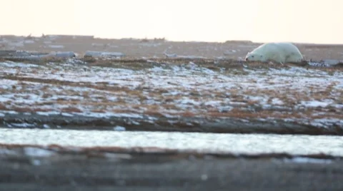 Polar Bear resting  Stock Footage 46971270