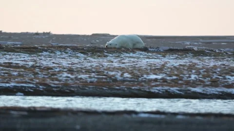 Polar Bear Resting Stock Footage 46971324