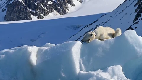 Polar Bear Resting on Glacier Ice 4k Telephoto Shot in Arctic Wilderness Stock Footage 338266647
