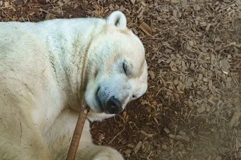 Polar bear resting on the ground while holding a stick in its mouth at a zo.. 库存照片