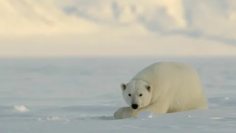 Polar Bear resting in the harsh environment of the Arctic circle Vídeos de archivo 290160778