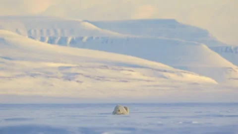 Polar Bear resting in the harsh environment of the Arctic circle Stock Footage 291622590