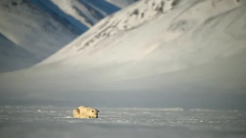Polar Bear resting in the harsh environment of the Arctic circle Stock Footage 291622641