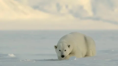 Polar Bear resting in the harsh environment of the Arctic circle Stock Footage 291622644