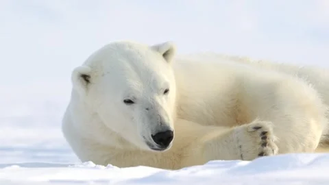 Polar Bear resting in the harsh environment of the Arctic circle Stockbeeldmateriaal 291622780
