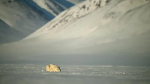 Polar Bear resting in the harsh environment of the Arctic circle Stock Footage 291622879