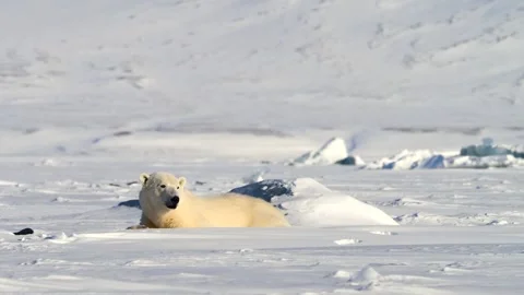 Polar Bear resting in the harsh environment of the Arctic circle Stock-Footage 297532927