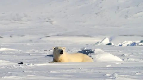 Polar Bear resting in the harsh environment of the Arctic circle Stock-Footage 297532966