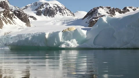 Polar Bear resting in the harsh environment of the Arctic circle Stock-Footage 297532997