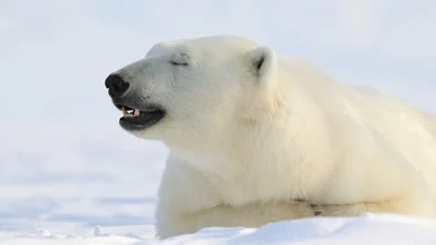 Polar Bear resting in the harsh environment of the Arctic circle Stock-Footage 297533112