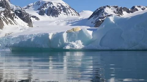 Polar Bear resting in the harsh environment of the Arctic circle 库存影片 310954541