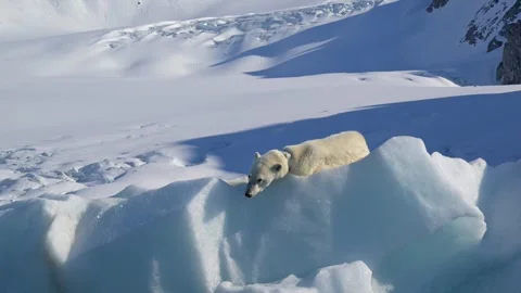 Polar Bear resting in the harsh environment of the Arctic circle 库存影片 310954576