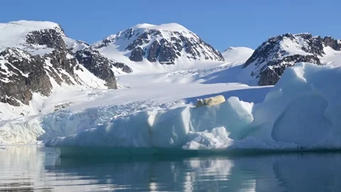 Polar Bear resting in the harsh environment of the Arctic circle 库存影片 310954585