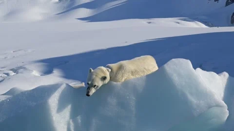 Polar Bear resting in the harsh environment of the Arctic circle 库存影片 310954601