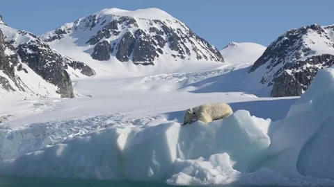Polar Bear resting in the harsh environment of the Arctic circle 库存影片 310954620