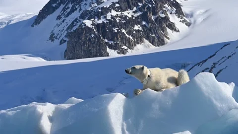 Polar Bear resting in the harsh environment of the Arctic circle 库存影片 310954736