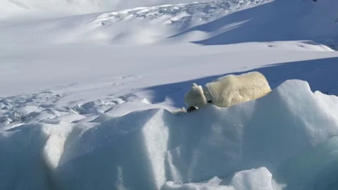 Polar Bear resting in the harsh environment of the Arctic circle 库存影片 310954755