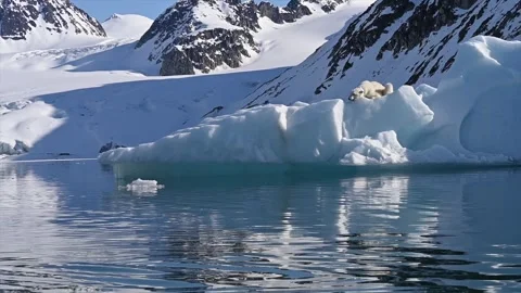 Polar Bear resting in the harsh environment of the Arctic circle 库存影片 310954887