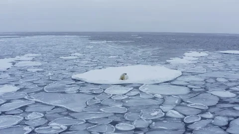 Polar bear resting on ice shelf floe in arctic waters Stock Footage 197002310