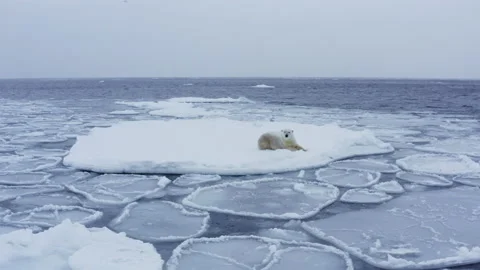 Polar bear resting on ice shelf floe in arctic waters Stock Footage 197003208