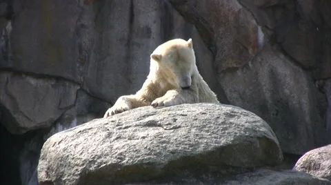 Polar bear resting on a large rock Stock Footage 42096084
