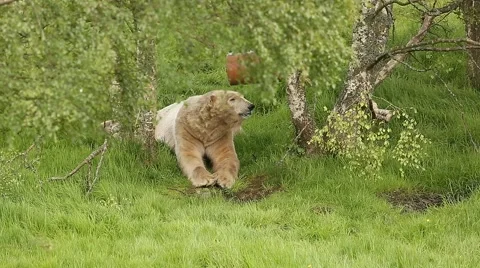 Polar Bear resting on meadow Stock Footage 51849244