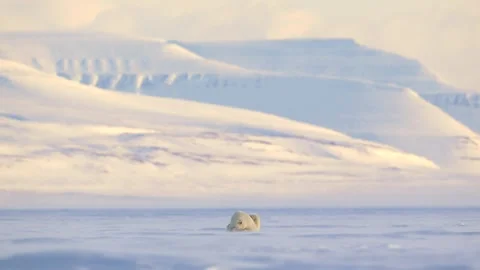 Polar Bear Resting Peacefully on Snow in Arctic Wilderness 4k Telephoto Stock Footage 338266399