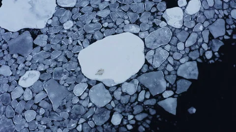 Polar bear rests on ice shelf floe in arctic waters Stock Footage 197002789