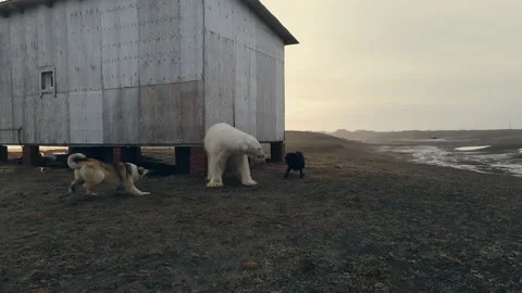 Polar bear roams next to barn at arctic station and two dogs rush at him Video stock 190960549