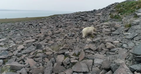 Polar bear on the rocks of the island in summer Stock Footage
