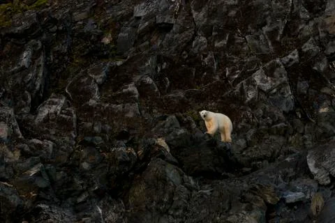 Polar bear on rocks Stock Photos