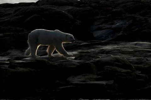 Polar bear on rocks Stock Photos
