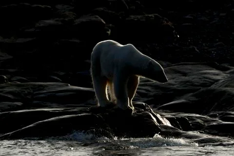 Polar bear on rocks Stock Photos