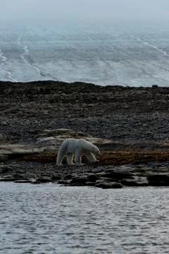 Polar bear on rocks Stock Photos