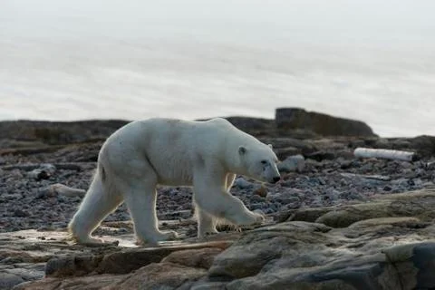 Polar bear on rocks Stock Photos