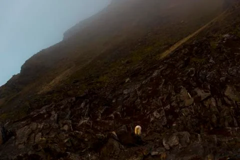 Polar bear in rocks Stock Photos