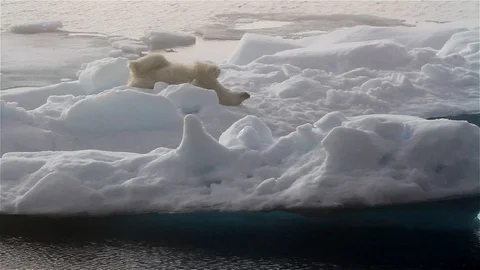 Polar bear, rolling in ice to dry and clean fur, Arctic Ocean, Svalbard Stock Footage 127968616