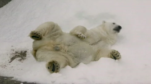 Polar bear rolling in a snowdrift Stock Footage 539876