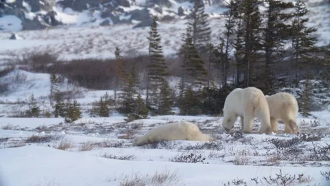 Polar bear rolls around on ground playfully Stock Footage
