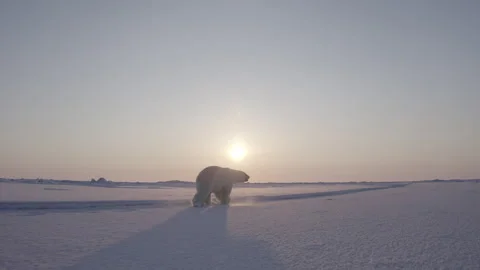 The polar bear is running Stock Footage 240758043