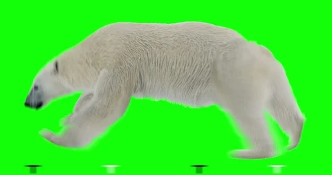 Polar bear running on green screen. White arctic animal isolated. Vidéo 93965566